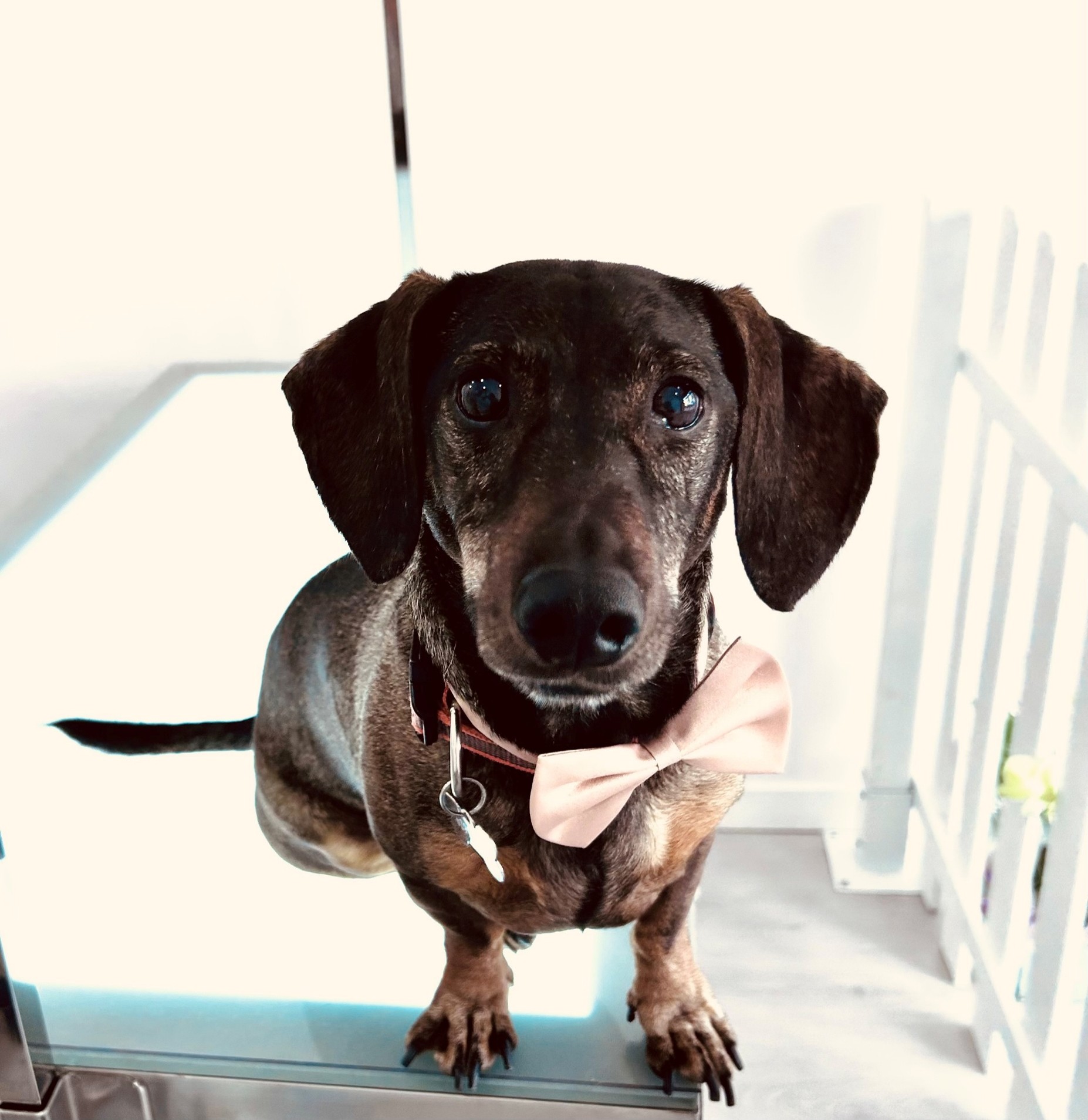 PICCOLINA PETS SPA BOUTIQUE