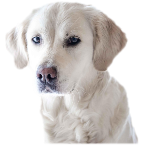 Productos piccolina pets