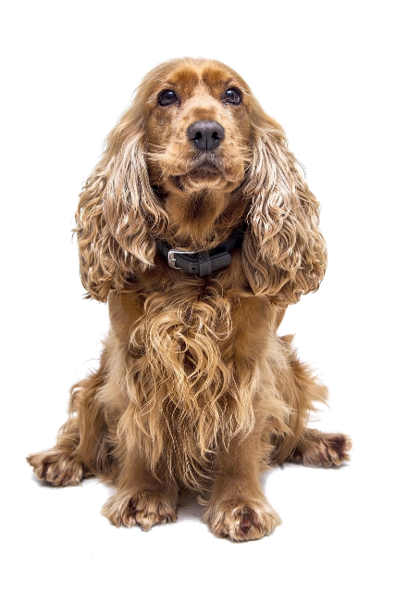 Productos piccolina pets