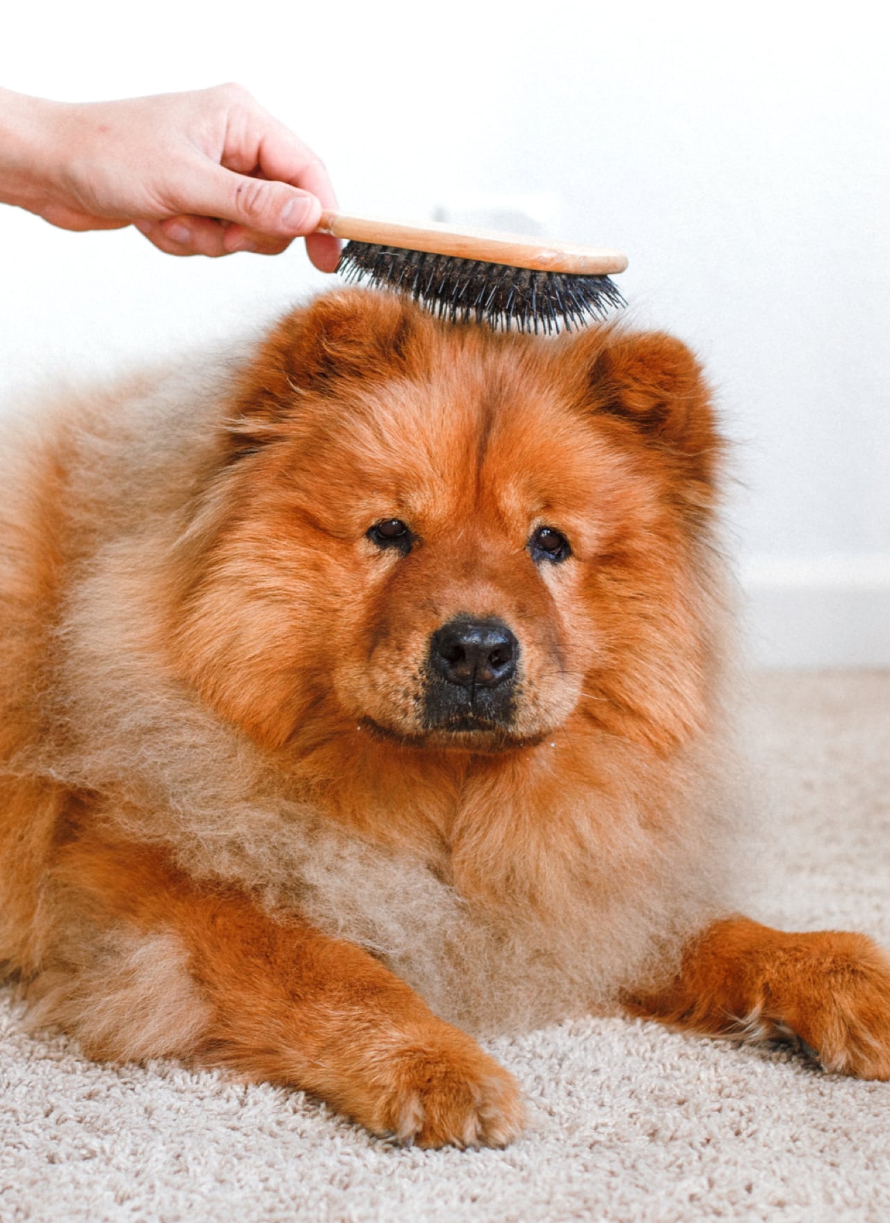 dog-grooming