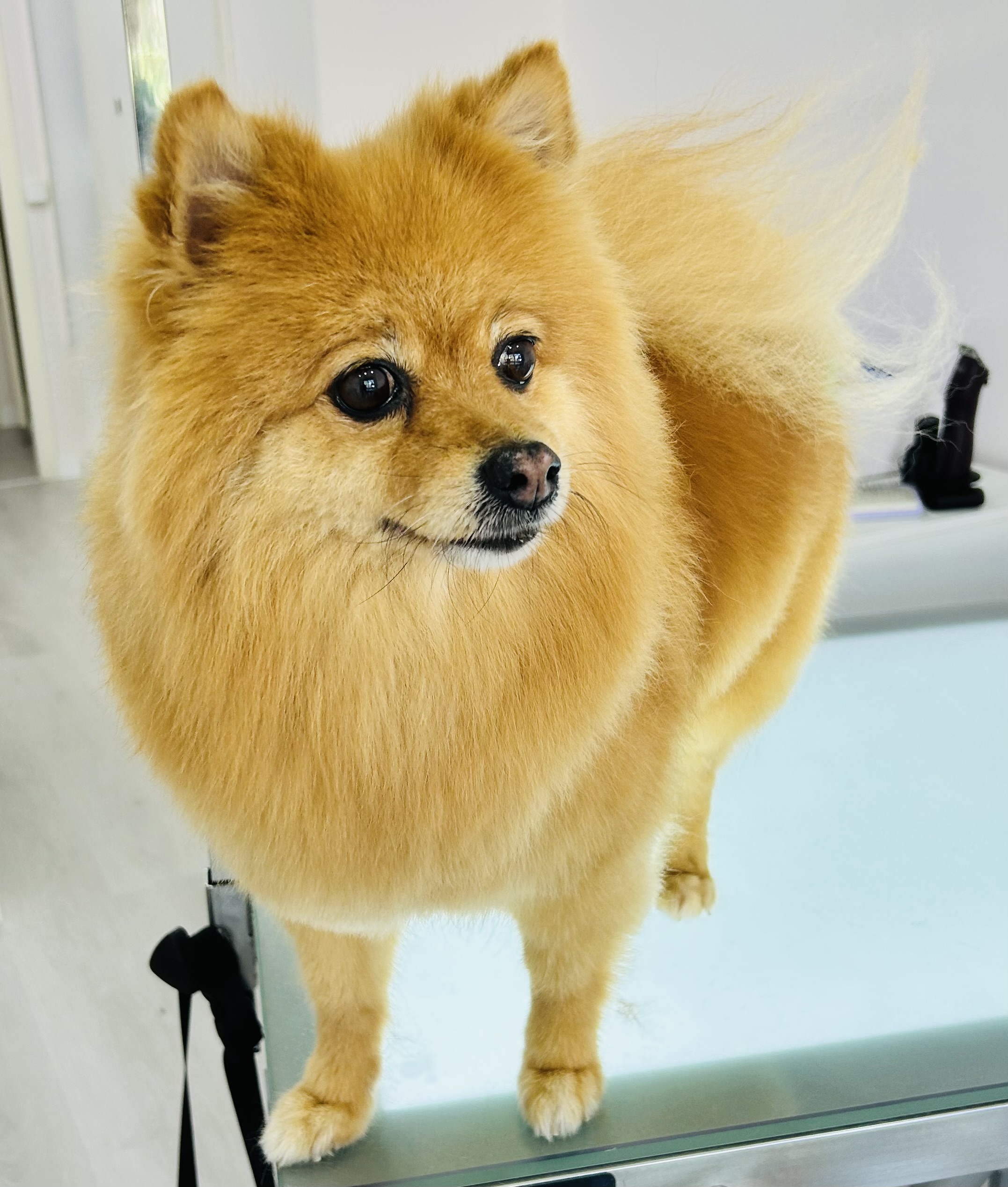 piccolina pets spa boutique