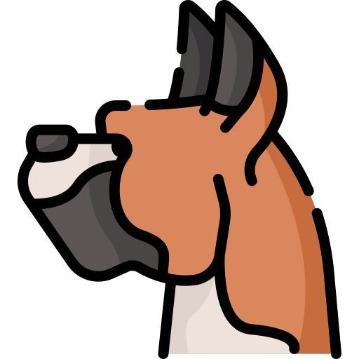 boxer