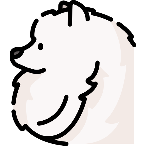 pomeranian