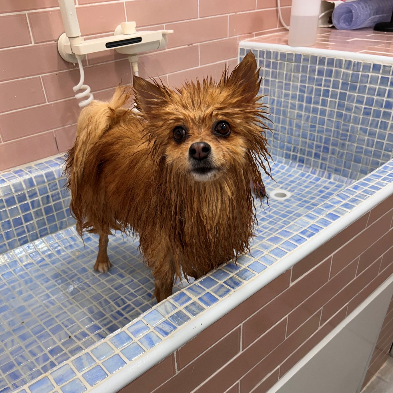 baño para perros